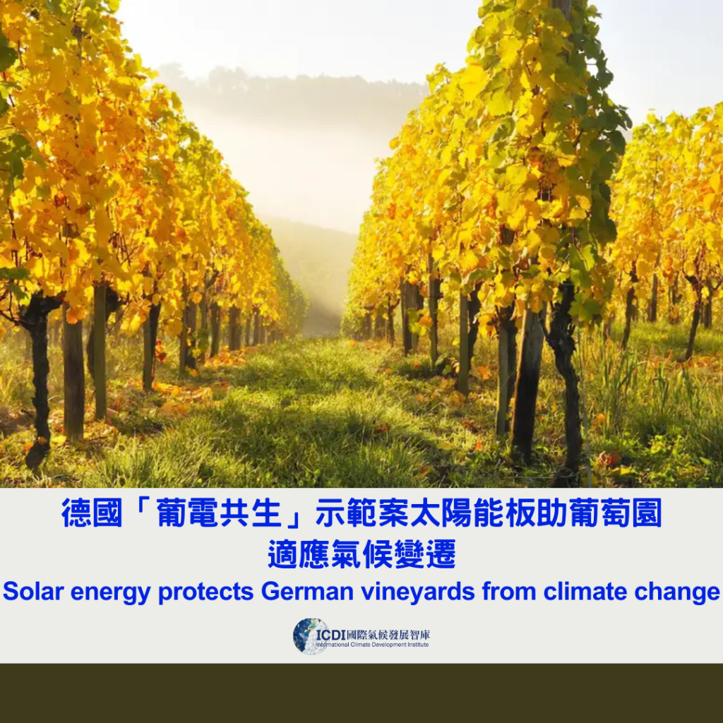 德國「葡電共生」示範案 太陽能板助葡萄園適應氣候變遷